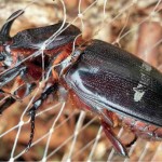 The coconut rhinoceros beetle, discovered in Guam on Sept. 11, 2007, is a serious pest to coconut and other palms. (Contributed Photo) 