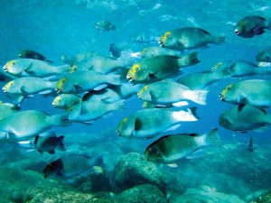 Striking a balance between harvesting large herbivores and predators and allowing for their functional roles in the ecosystem is a major challenge facing reefs in Micronesia. Photo shows a school of frontalis on Saipan. (Contributed Photo)