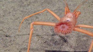 An anemone living on parapagurid hermit crab. Image courtesy of the NOAA Office of Ocean Exploration and Research, 2016 Deepwater Exploration of the Marianas. 