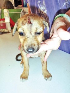 A 5-week old puppy has a cut on its forehead and neck. The Saipan Tribune opted not to show the wound on this dog’s neck because of its graphic nature. (Contributed Photo)