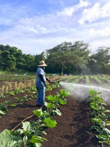 The Northern Marianas College Cooperative Research, Extension, and Education Service is inviting farmers and interested community members to its Field Day event to learn about pest management, fertilizer application, drip irrigation, and high tunnel productions. The Field Day will be on Tuesday, April 25, 2017. (Contributed Photo) 