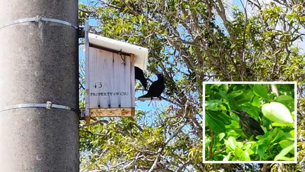 A snake-resistant nest box provided for Micronesian starlings sits on a utility pole on Andersen Air Force Base. More than 200 starling chicks have hatched in protected nest boxes on Andersen since March 2016 as part of the Micronesian Starling Nest Box Project funded by the Navy.  Inset shows a Micronesian starling. (NAVFAC PUBLIC AFFAIRS OFFICE)