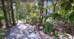 Photo shows a wedgetail conservation trail on Managaha. (Contributed Photo)