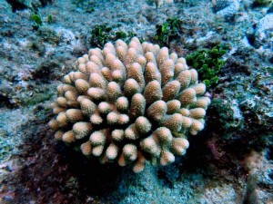 Photo shows a colony of Acropora globiceps, a coral species protected by the Endangered Species Act. At least five of these colonies were found in a single dive by scientists participating in the NOAA research cruise. This news is particularly pertinent given the ongoing EIS activities for this island due to military proposals to use it for expanded training activities. (NOAA FISHERIES/DAVID BURDICK) 