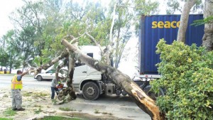 Saipan Mayor’s Office crew cut the branch of a flame tree that fell into a tractor-trailer with a 40-foot container of Best Sunshine near Triple J Motors along Beach Road in Chalan Laulau yesterday afternoon. (Ferdie de la Torre)