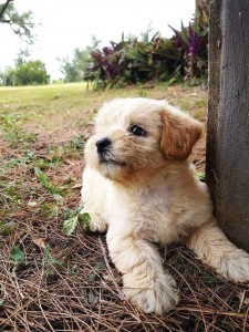 You can visit www.SaipanCaresforAnimals.com, or “Saipan Cares for Animals” on Facebook to learn more. Both sites have directions to the community outreach center in As Gonno. (SAIPAN CARES FOR ANIMALS)