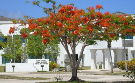 CNMI