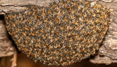 honeybee