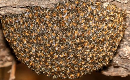 honeybee