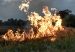 Grass fire